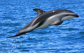 Port to Port Cruises and Wildlife Tours